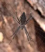 Colour variation in a female, north Queensland