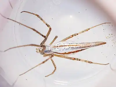 Adult female Argiope protensa dorsal view