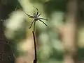 Male, "shuddering" on the leg of female