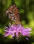 on Centaurea sadleriana