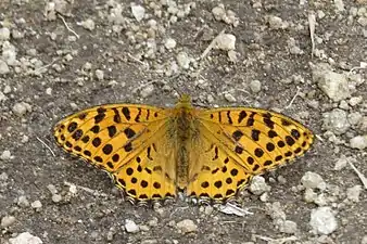 Dorsal view (male)