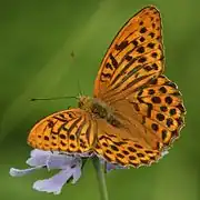 Argynnis paphia