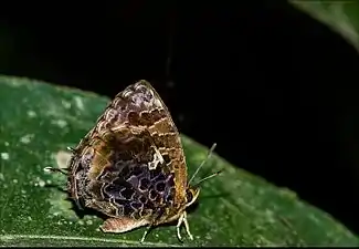 Ventral view