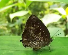 Ventral view