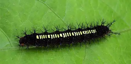 Larva