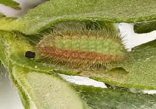 larva