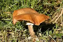 A chestnut colored mushroom with a floppy-looking margin and a shaggy stem grows among grass and young shoots.