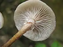 Two clusters of  brownish mushrooms growing from wood. One of the clusters has been pulled from the tree to expose the bases of their stems.