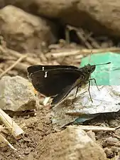 Ventral view