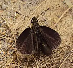 Dorsal view