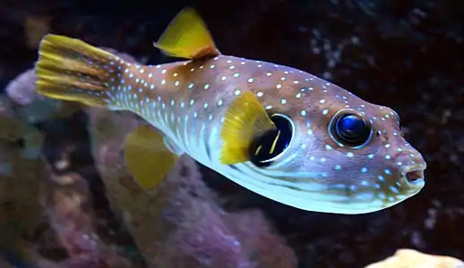 White-spotted puffer