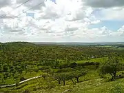 Typical savanna environment characteristic of Alentejo.