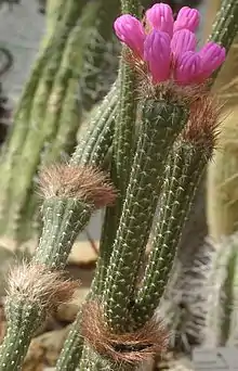 Flowers emerge from cephalium of Arrojadoa penicillata.