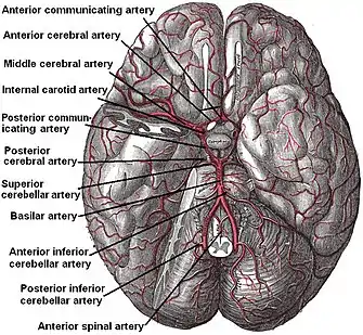 The arteries of the base of the brain. Posterior cerebral artery labeled near center. The temporal pole of the cerebrum and a portion of the cerebellar hemisphere have been removed on the right side. Inferior aspect (viewed from below).