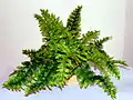 Artificial fern