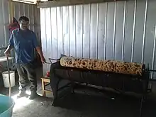 A man turns a spit covered in browning chochoca