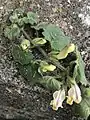 Flowering shoot baring buds at varying stages of development and senescent flowers