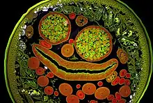 Male Ascaris cross section 200x