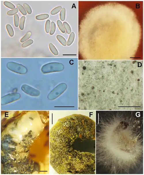 Ascosphaera journal.pone.0073419.g004.png