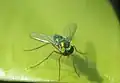 Asian Long Legged Fly, Condylostylus sp. Found at Tirunelveli, India.