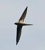 Asian palm swift upper