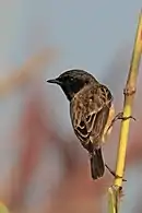 Male S. m. indicus, Bardiya National Park, Nepal