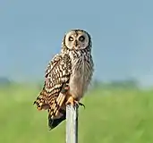 Asio flammeus suinda in Piraju, São Paulo, Brazil