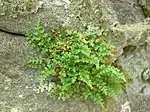 Vegetation and a rock crevice