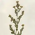 S. × woldenii: Aster woldenii (Symphyotrichum × woldenii) isotype, Emmet County, Iowa, 6 September 1924.