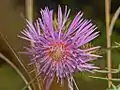 Flowerhead of Galactites tomentosus