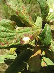 Gall on goldenrod