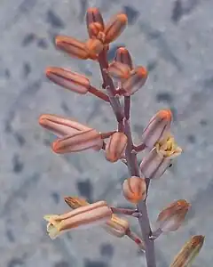 Astroloba corrugata – insect-pollinated flowers