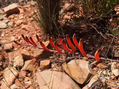 Astroloba rubriflora – bird-pollinated flowers