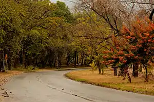 Islamabad's deciduous trees change colours in autumn