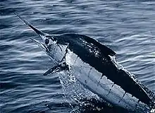 The largest billfish, the Atlantic blue marlin weighs up to 820 kg (1800 lb) and has been classified as a vulnerable species.Makaira nigricans  Archived 29 November 2016 at the Wayback Machine bioSearch. Updated: 20 January 2011.