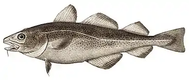 Atlantic codGadus ogactorsk