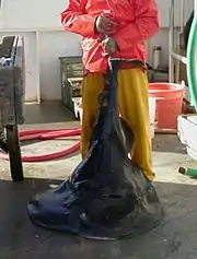 A large, thick-bodied ray on the deck of a boat, with its tail being lifted by a person