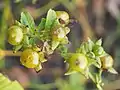 The translucent yellow berries of Atropa belladonna lutea.