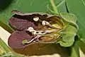 Cross-section of corolla, showing ripe anthers with flocculent, cream pollen