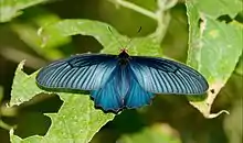 Common batwing(Atrophaneura varuna)