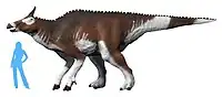 Augustynolophus