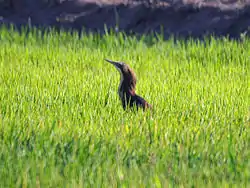 In the grass, Leeton, New South Wales, Australia