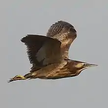 Image of Botaurus poiciloptilus, Edithvale Wetlands, Australia