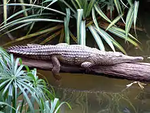 Freshwater crocodile basking on a log