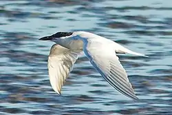 Gull-billed ternGelochelidon nilotica