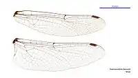 Male wings