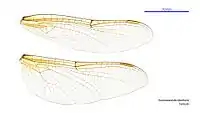 Female wings