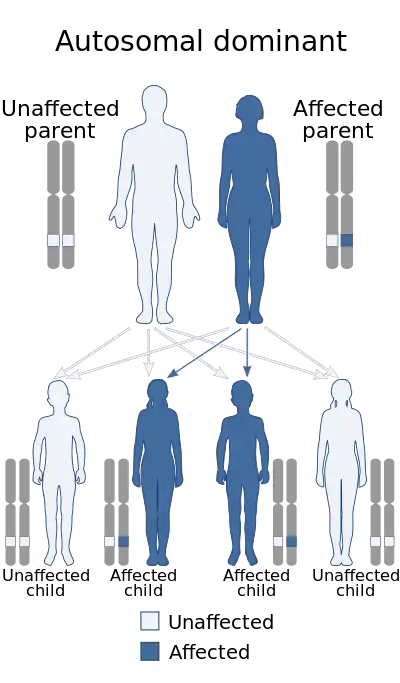 A diagram explaining autosomal dominant inheritance