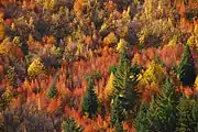 Autumn in Arrowtown, New Zealand.