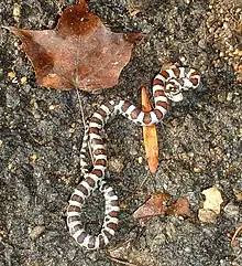 Eastern milk snake